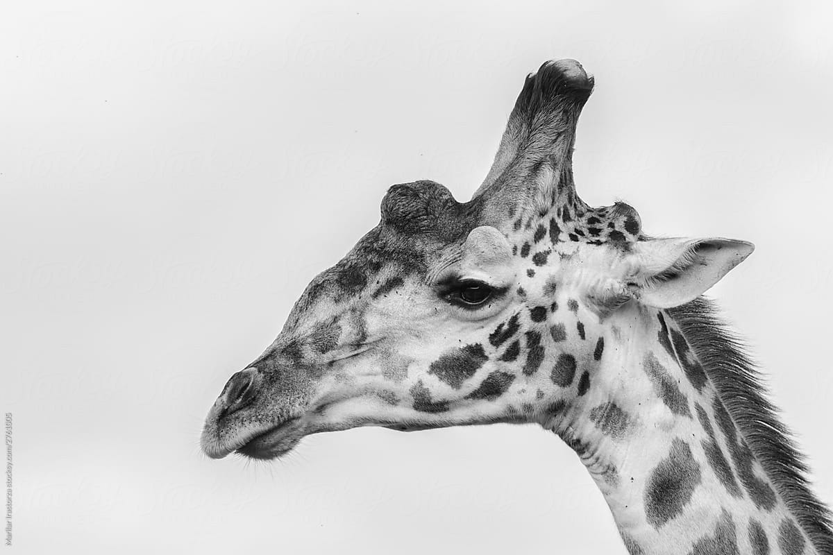 Maasai Giraffe in Black and White