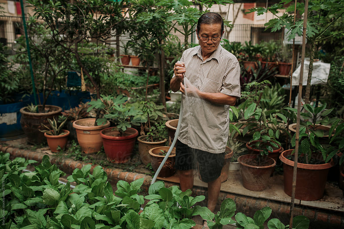 Old Chinese Man Working in Community Garden