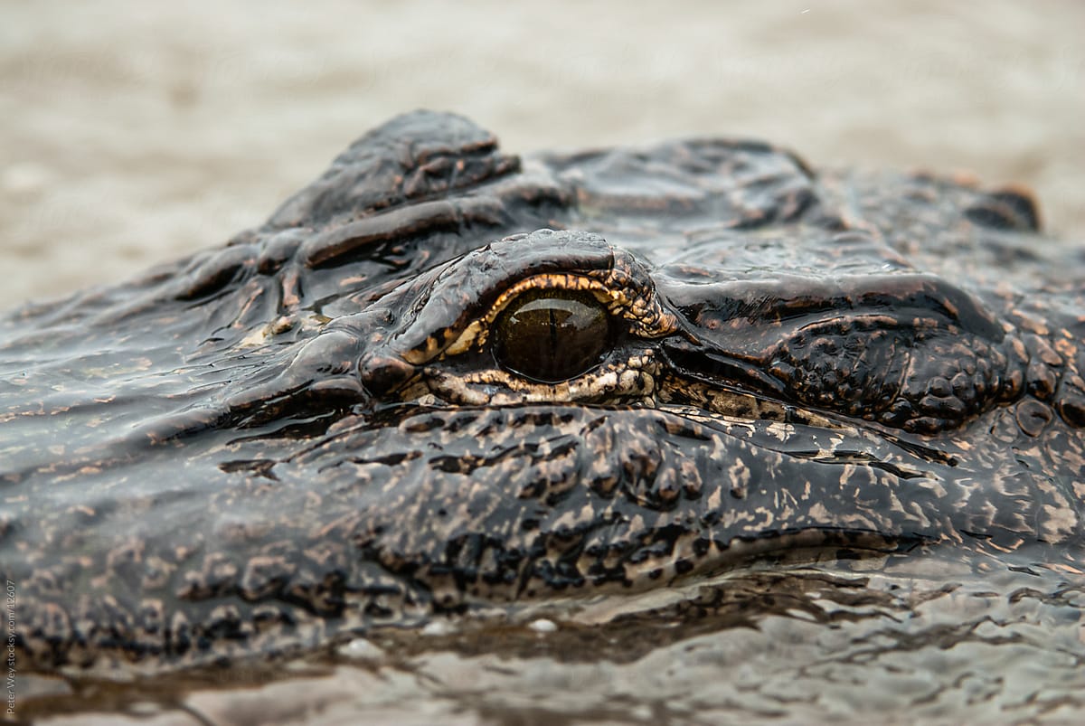 Wildlife: head of large aligator