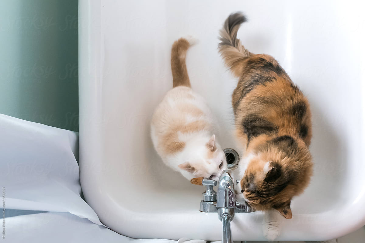 Two cats in a bathtub.