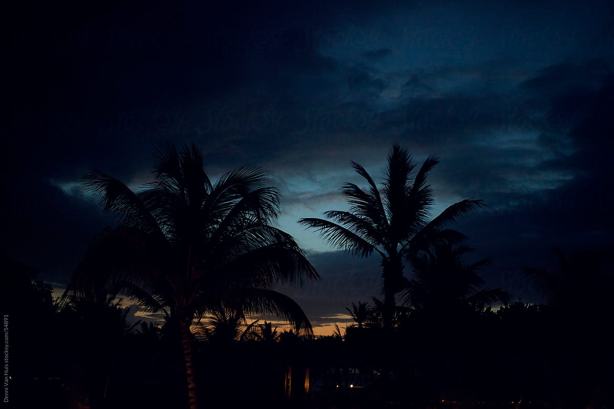 Silhouette of palm trees at first light on a caribbean island