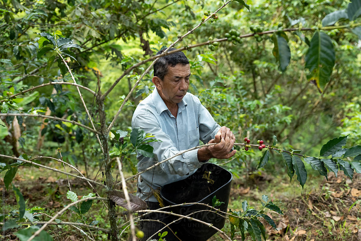 Organic Coffee Plantation's Cultivator