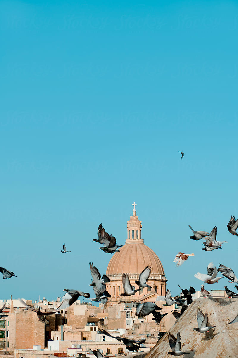 flock of pigeons in Valletta, Malta