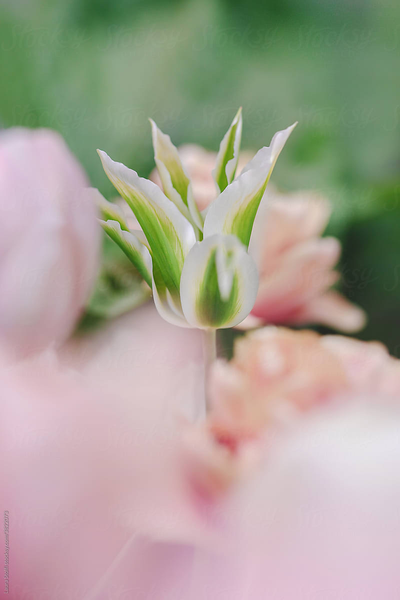 Green Tulip and blurry pink flowers