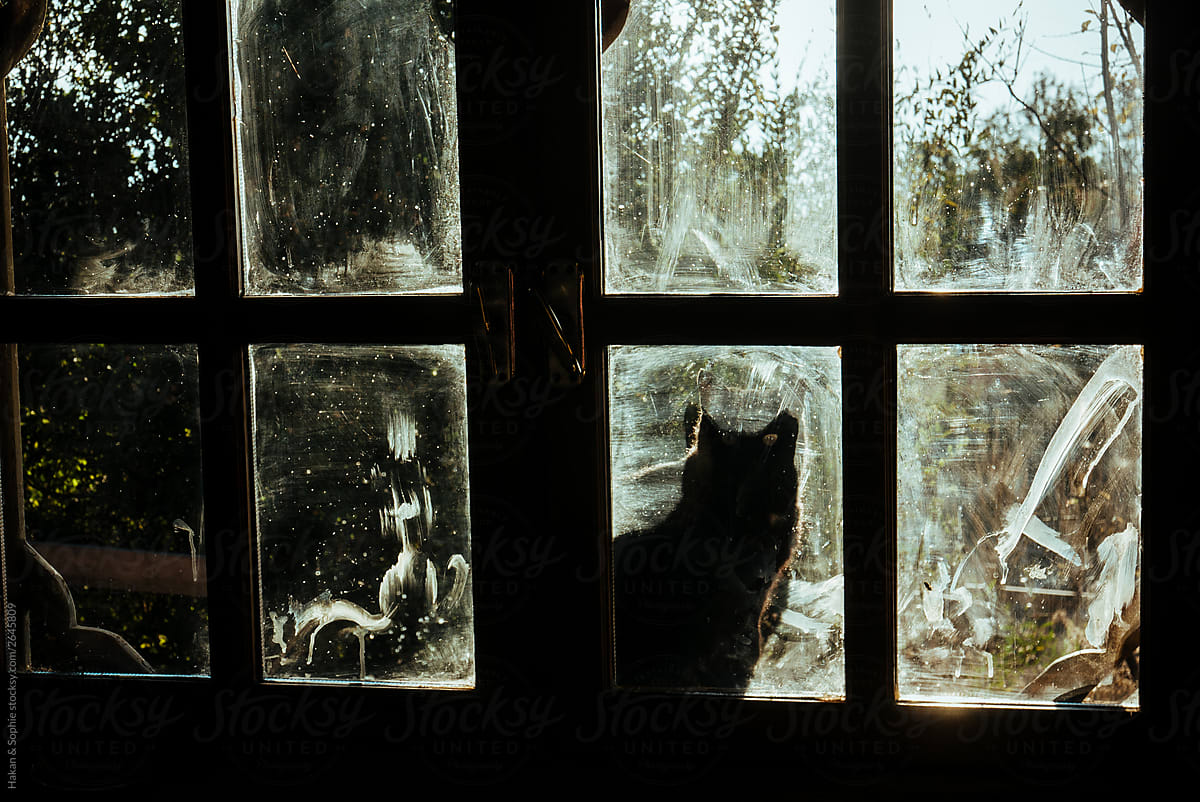 Black cat looks through dirty window