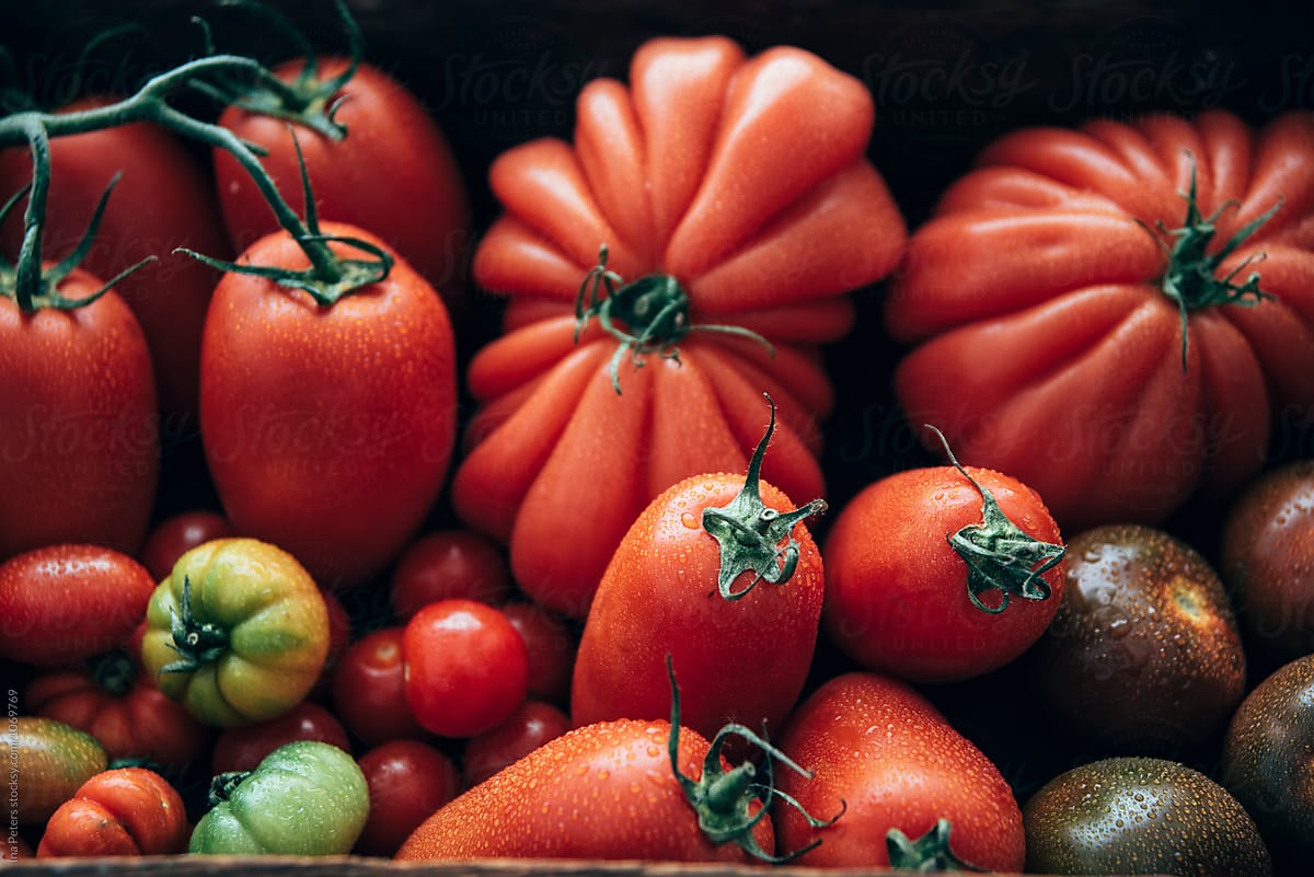 Food: Different types of tomatos, marinda, datterino, san marzano, kumato, plum tomato, bulls heart tomato