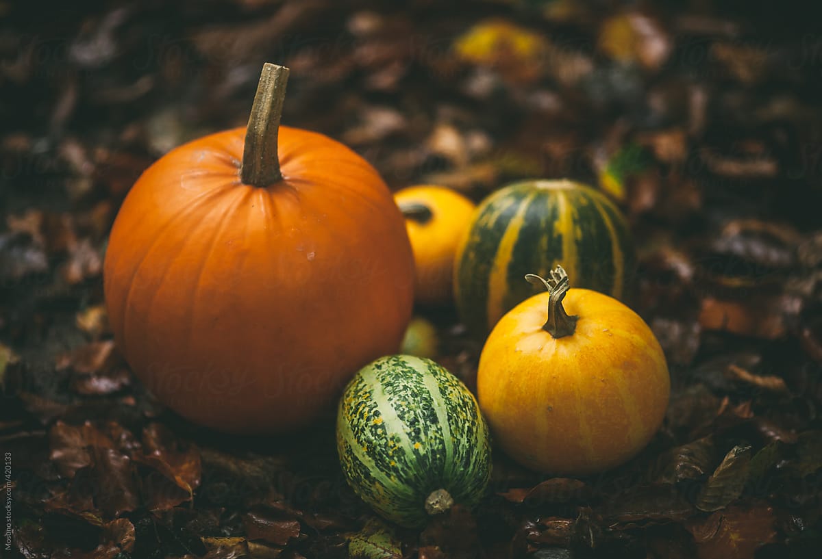 Pumpkin and Squash on Fallen Leaves