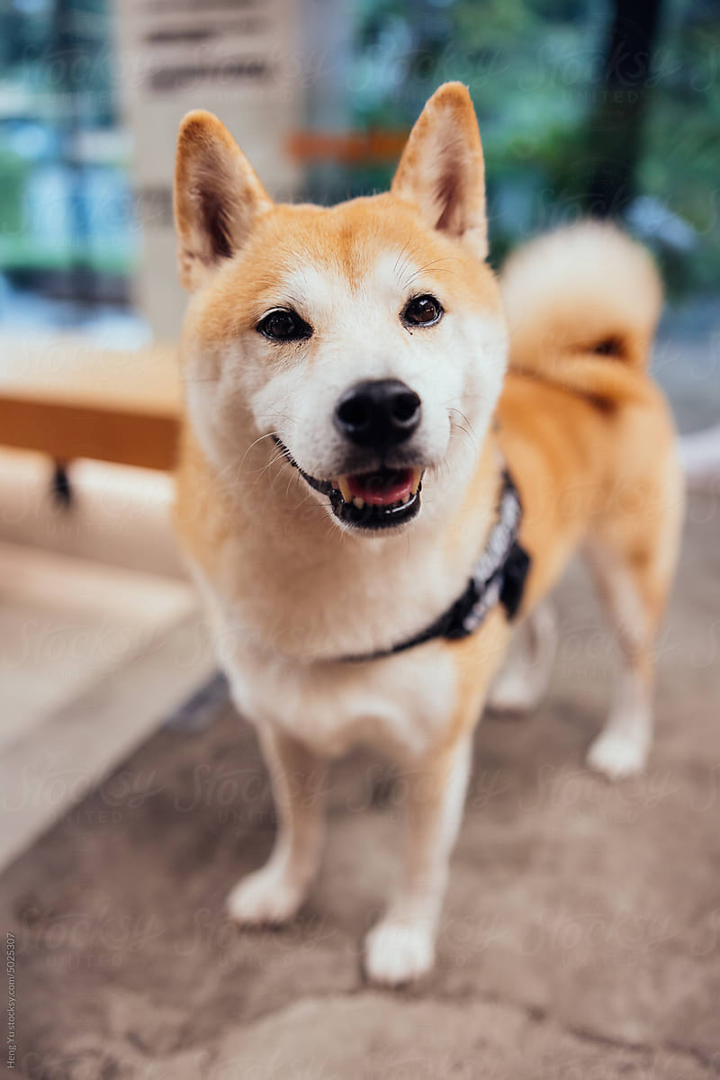 Portrait of happy Shiba Inu dog