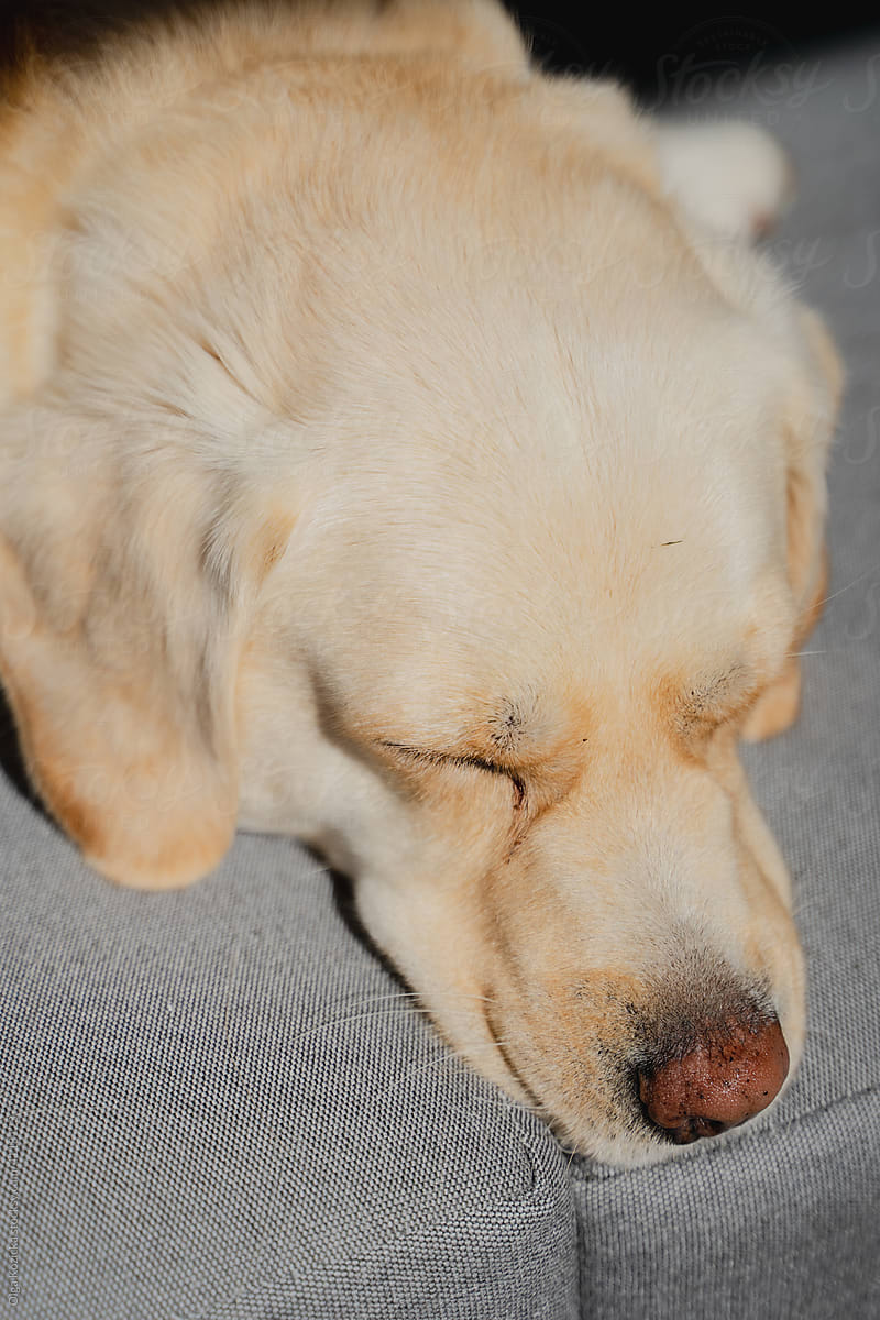 Golden Labrador Crossbreed Lying On Sofa In Sun