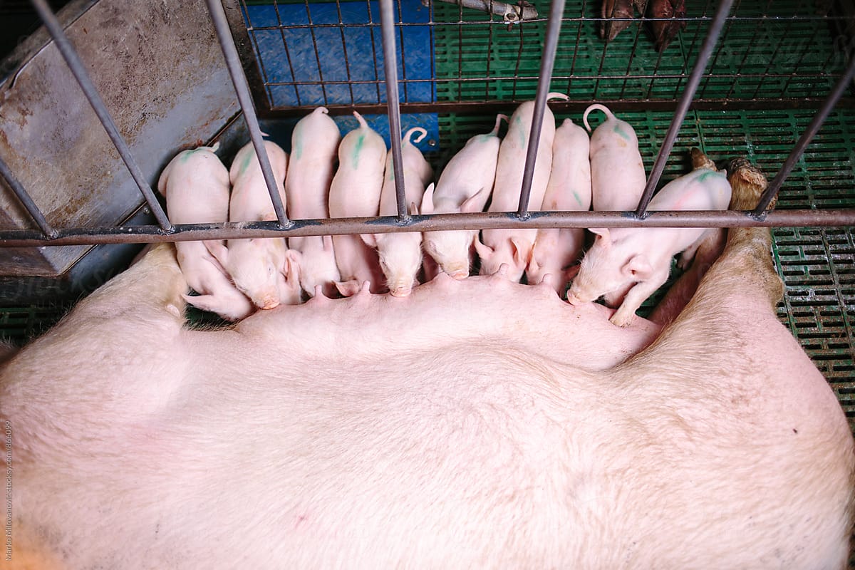 Group of pigs eating
