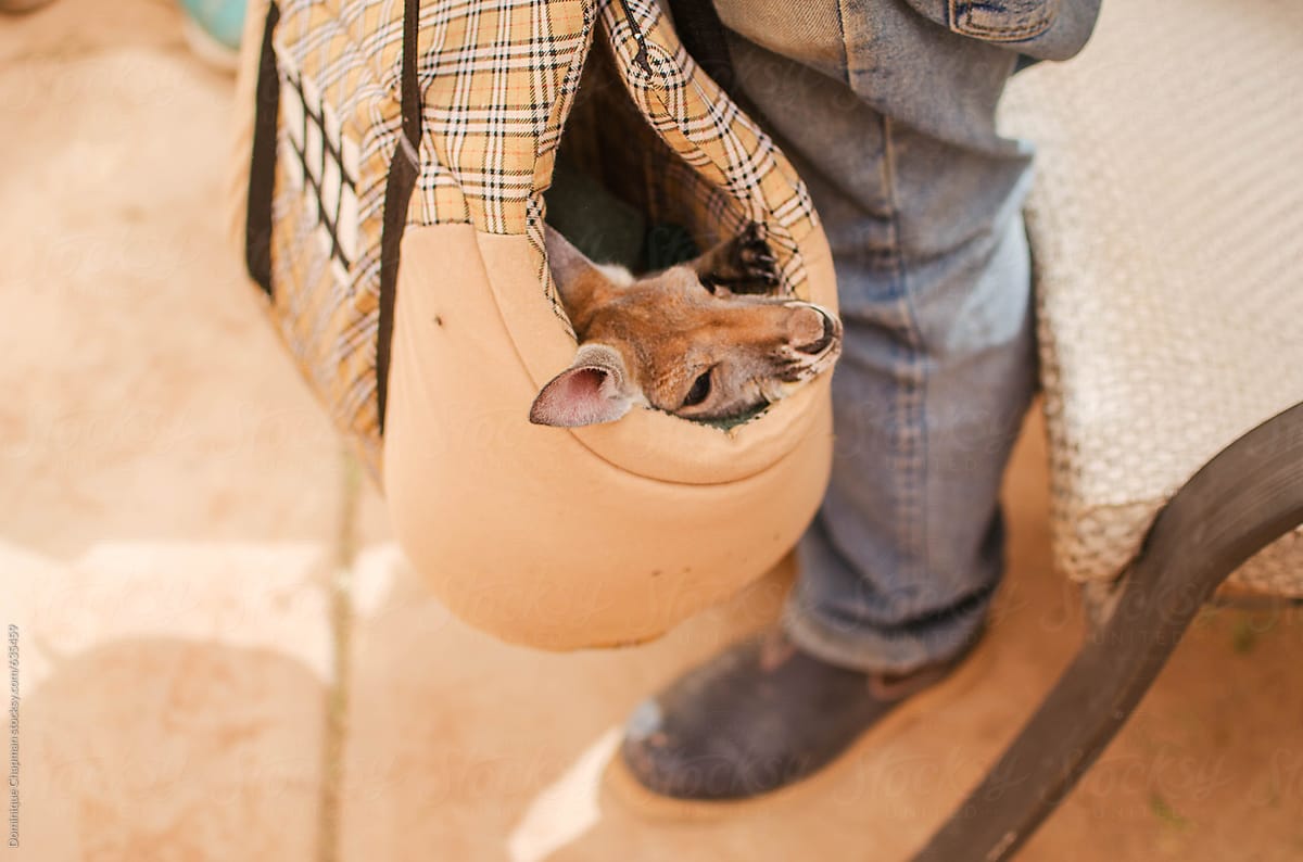 Orphaned Kangroo Joey in artificial pouch