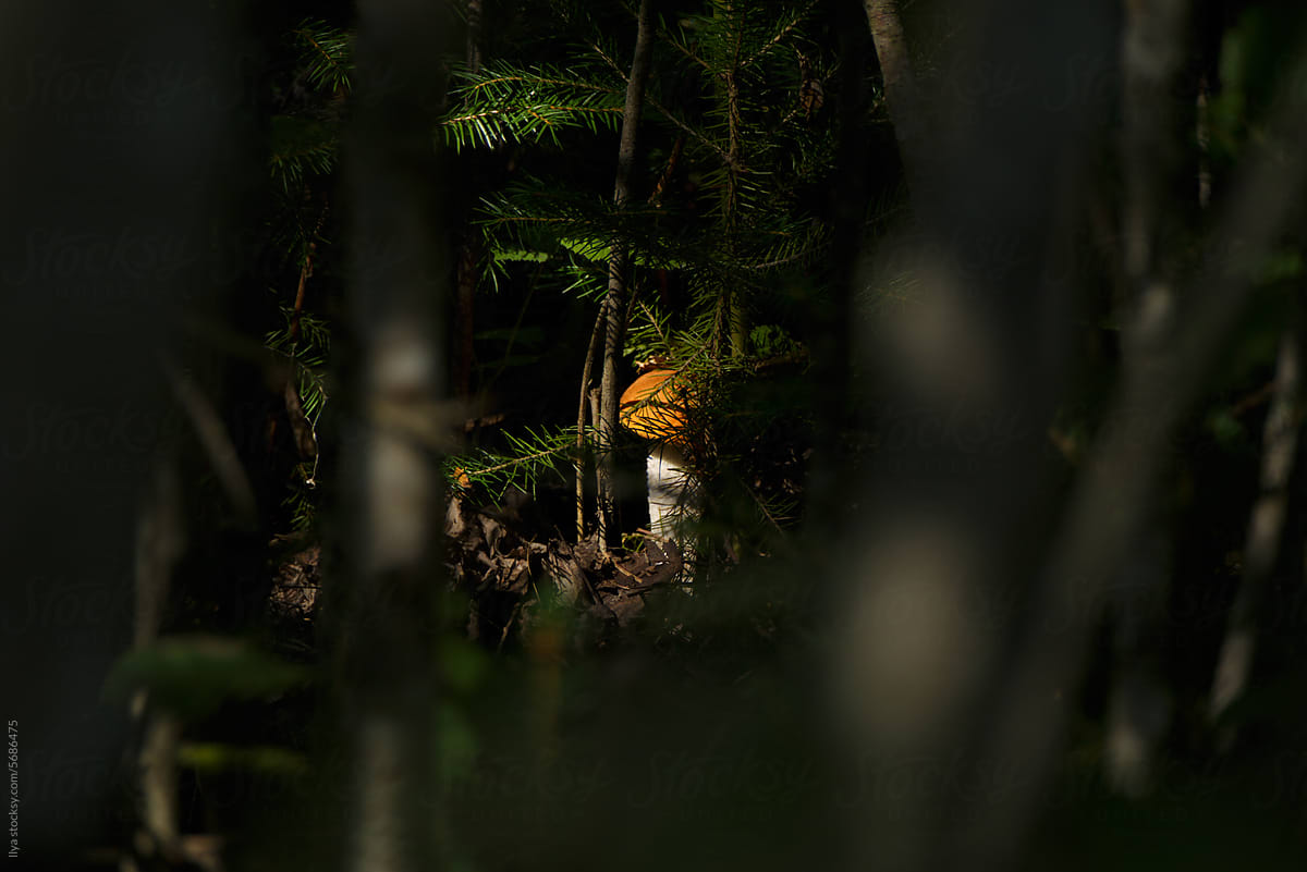 Boletus mushroom fungus autumn forest nature