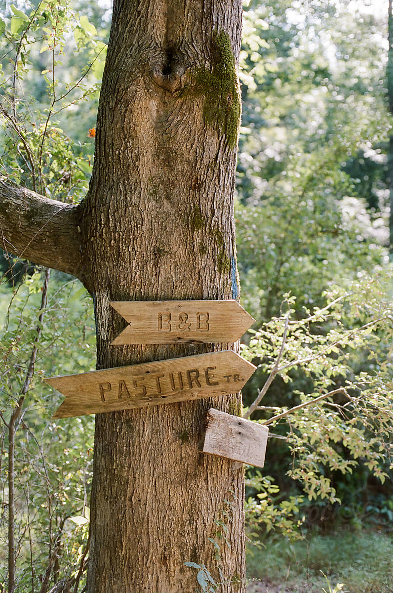 Directional signs on old tree