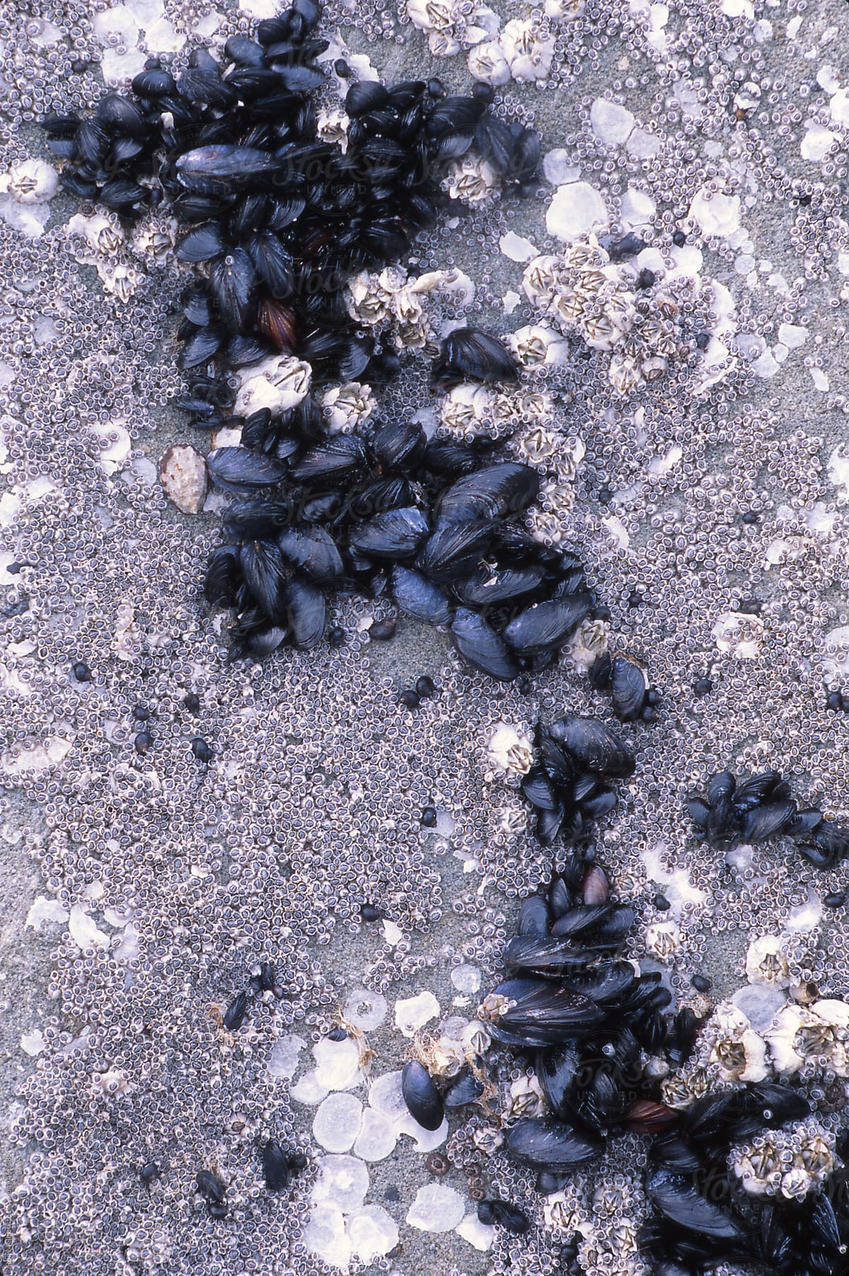 closeup macro barnacles mussels on rock at high tide levels