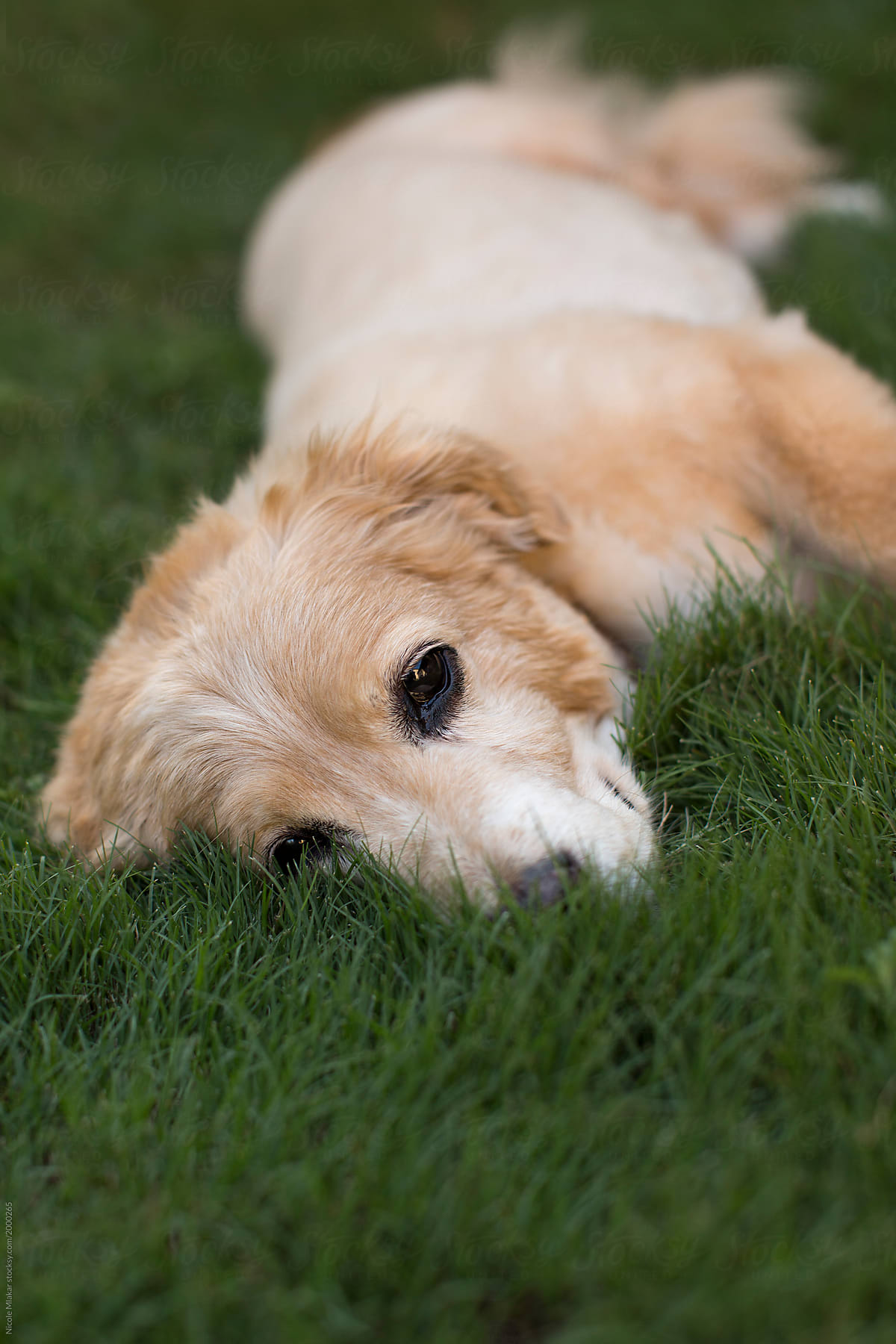 portrait of dog laying in grass