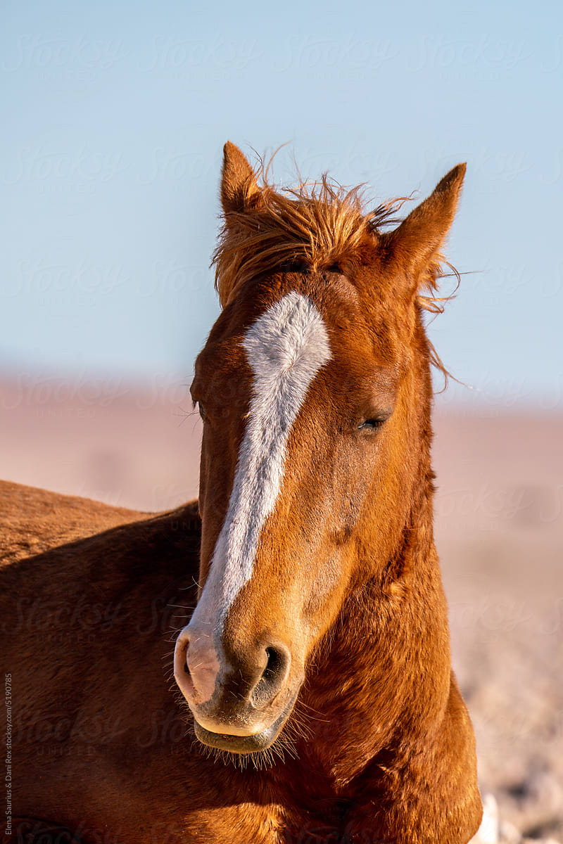 Southern Africa Wild Horse