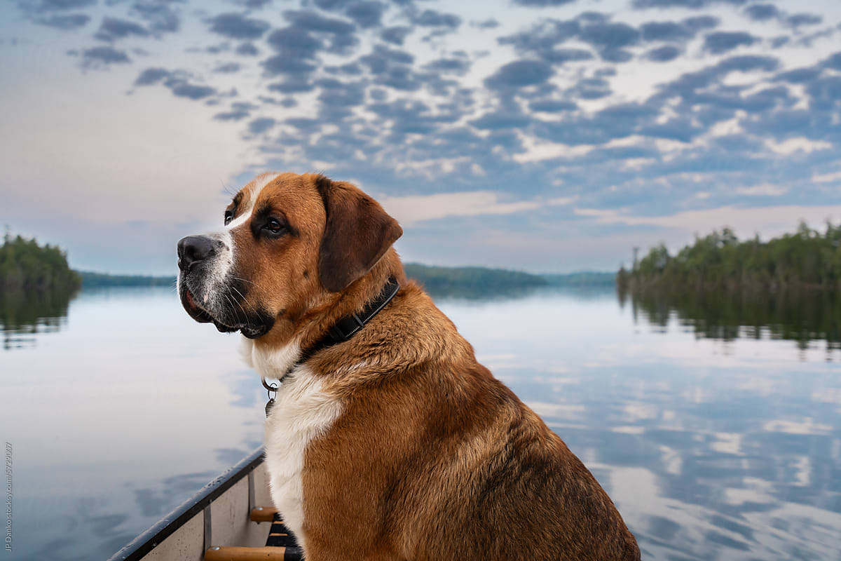 Large Saint Bernard Dog in Canoe on Lake