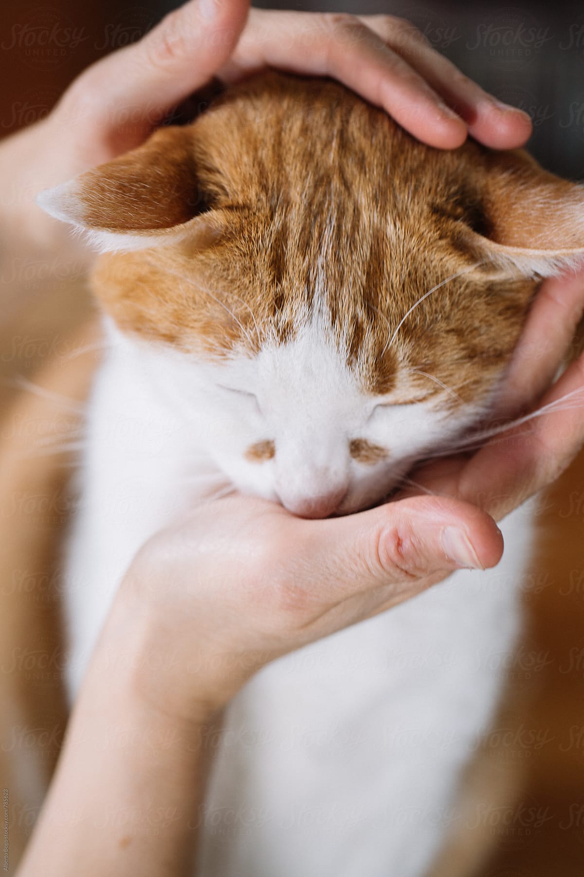 Woman\'s hand caressing a happy red cat