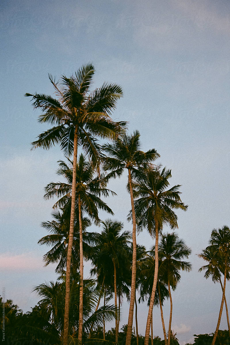 Palms in the evening