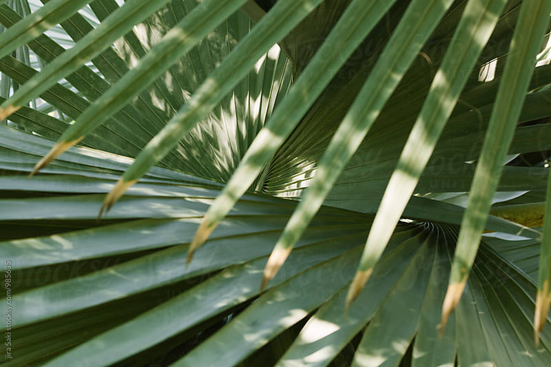 tropical palm tree leaf
