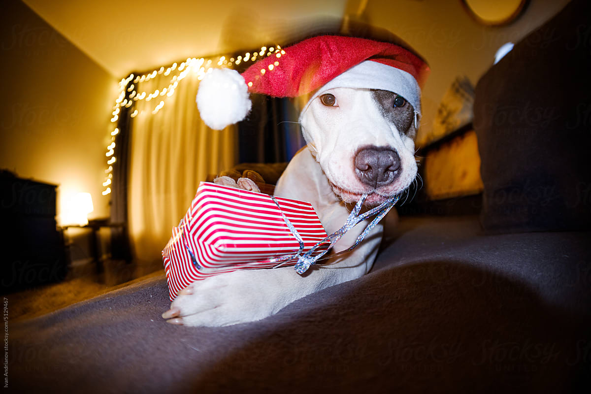 Cute Funny Santa Dog Christmas Gift Unpacking