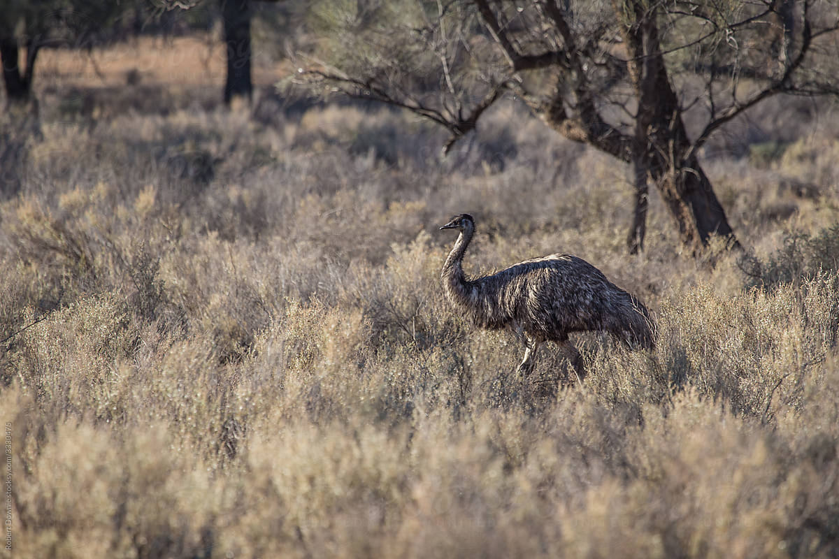 Outback Emu