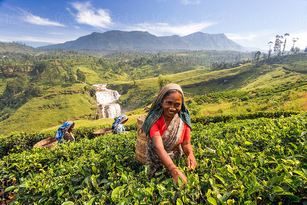 Sri Lanka, The Hill Country, Nuwara Eliya, Tea Plantation, woman picking tea