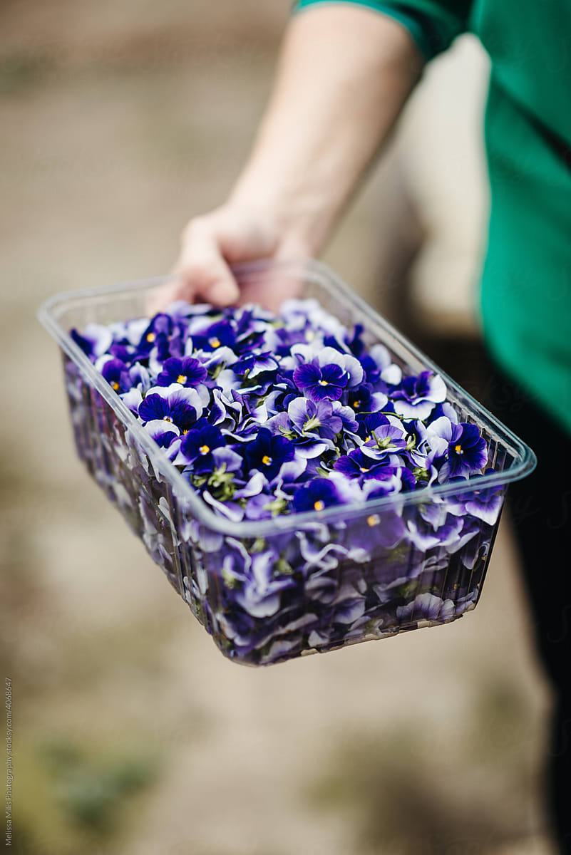 Box of purple flowers