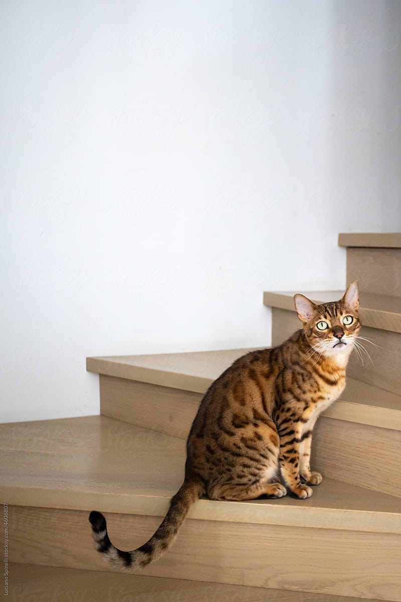 Abyssinian cat home stading im the staircase