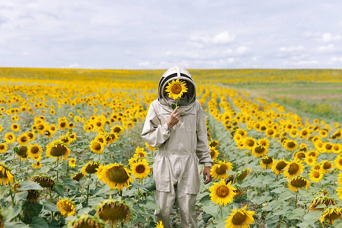 Farmer sunflower field