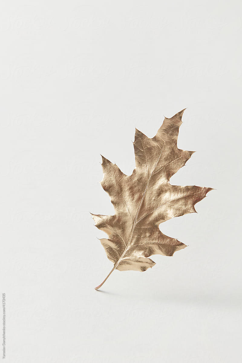 Golden oak leaf on white background