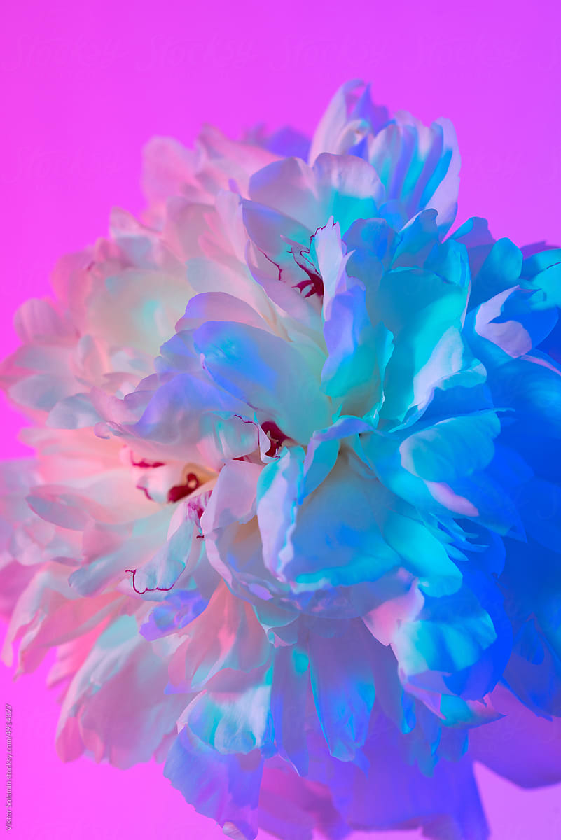 Bright Blue Neon Peony Flower Closeup by Stocksy Contributor