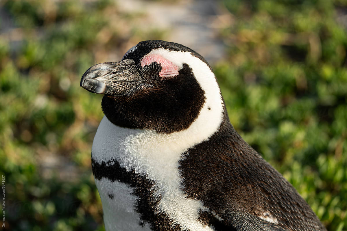 African penguin, wild animal. Travel South Africa
