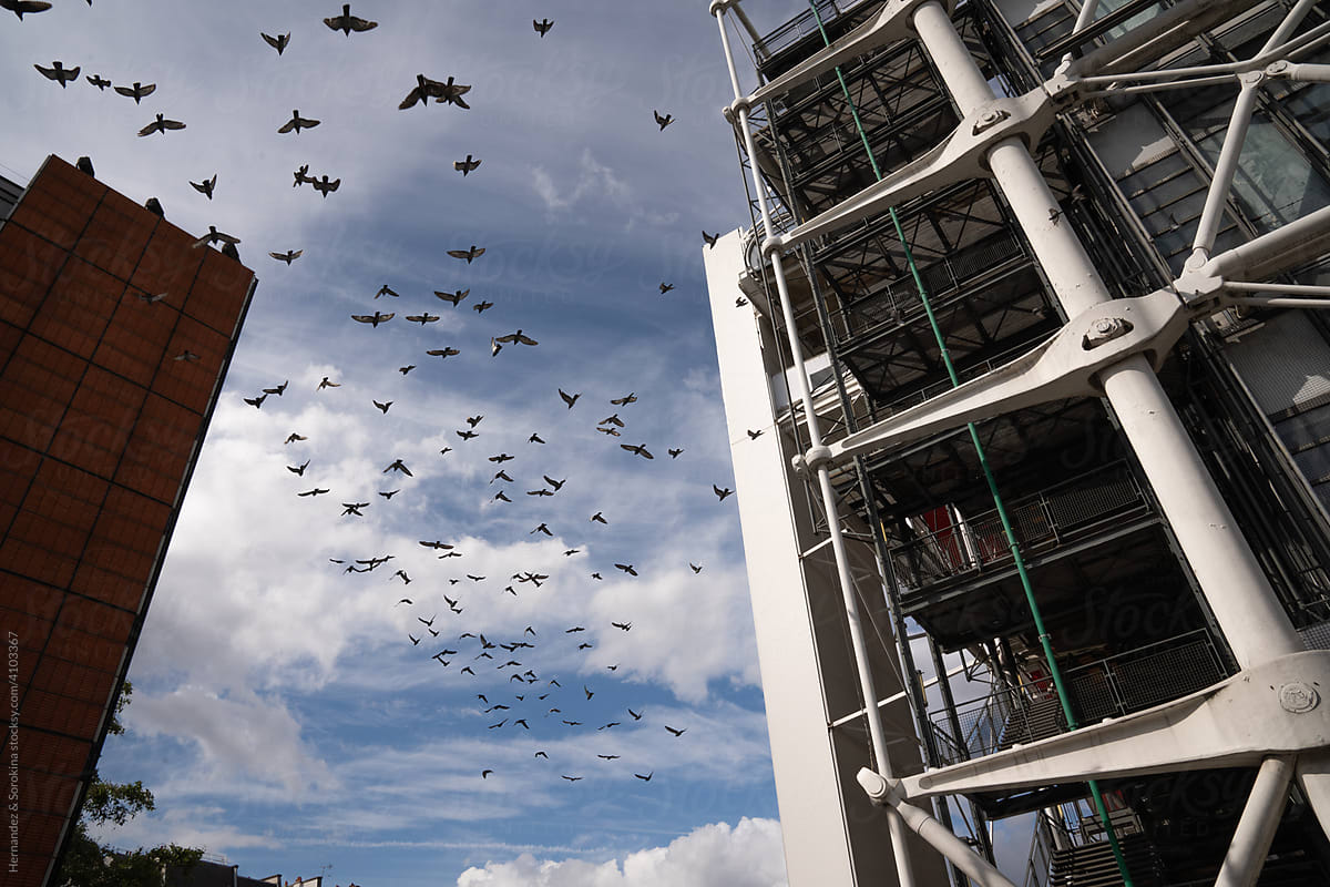 Many Birds Flying Between Modern Buildings