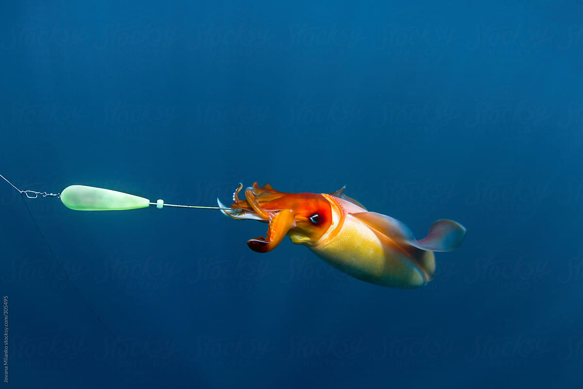 Diamond squid fishing