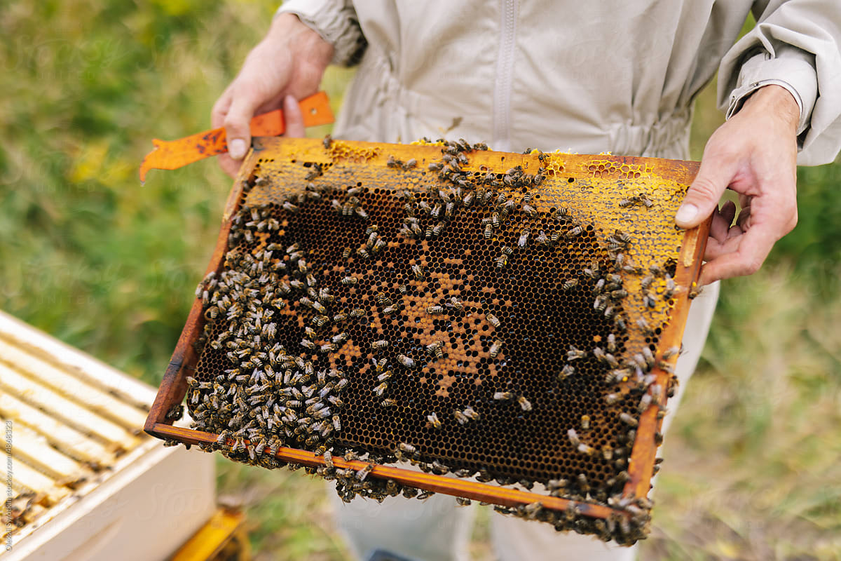 Beekeeper honeycomb equipment
