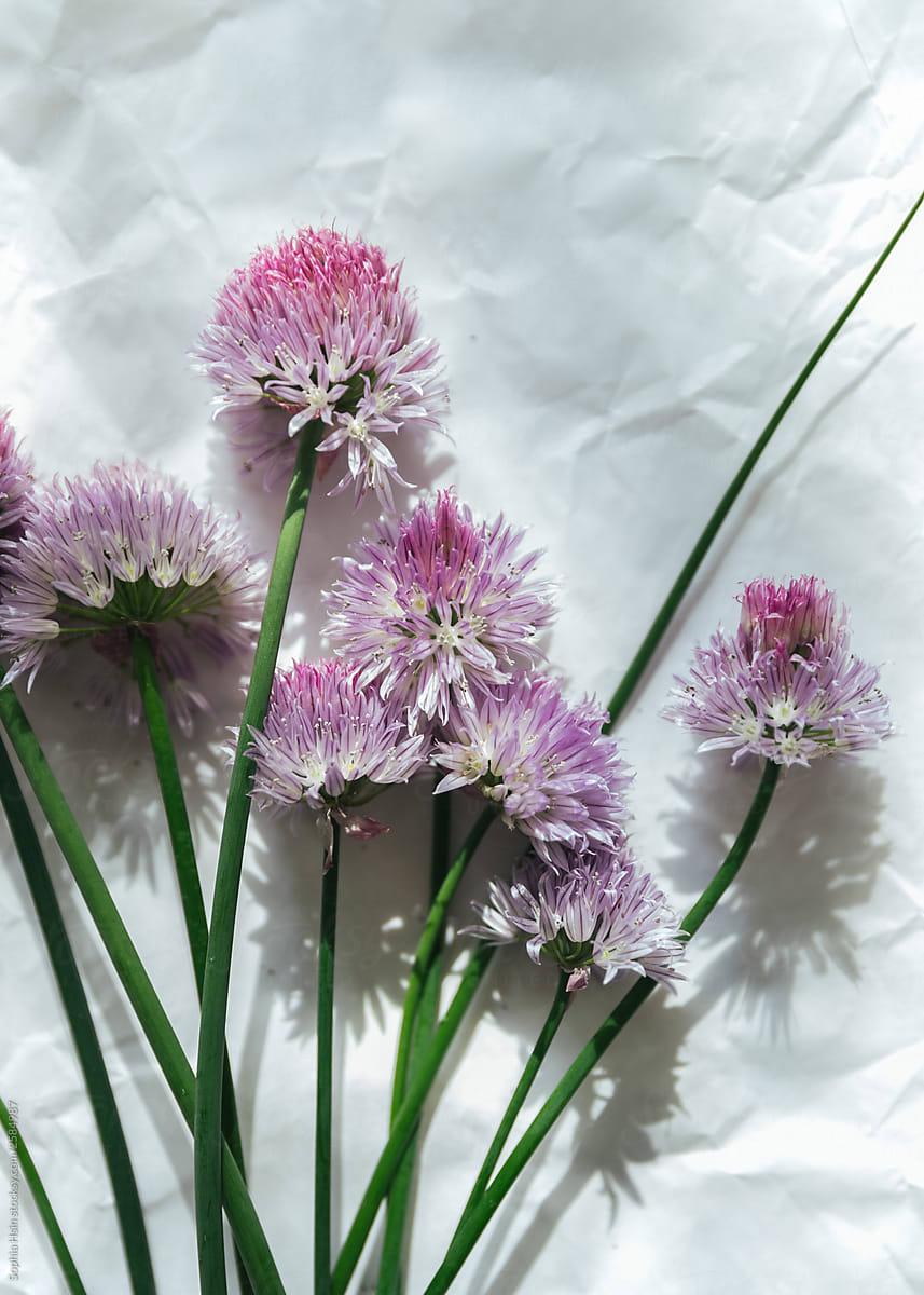 Fresh chive flowers with stem