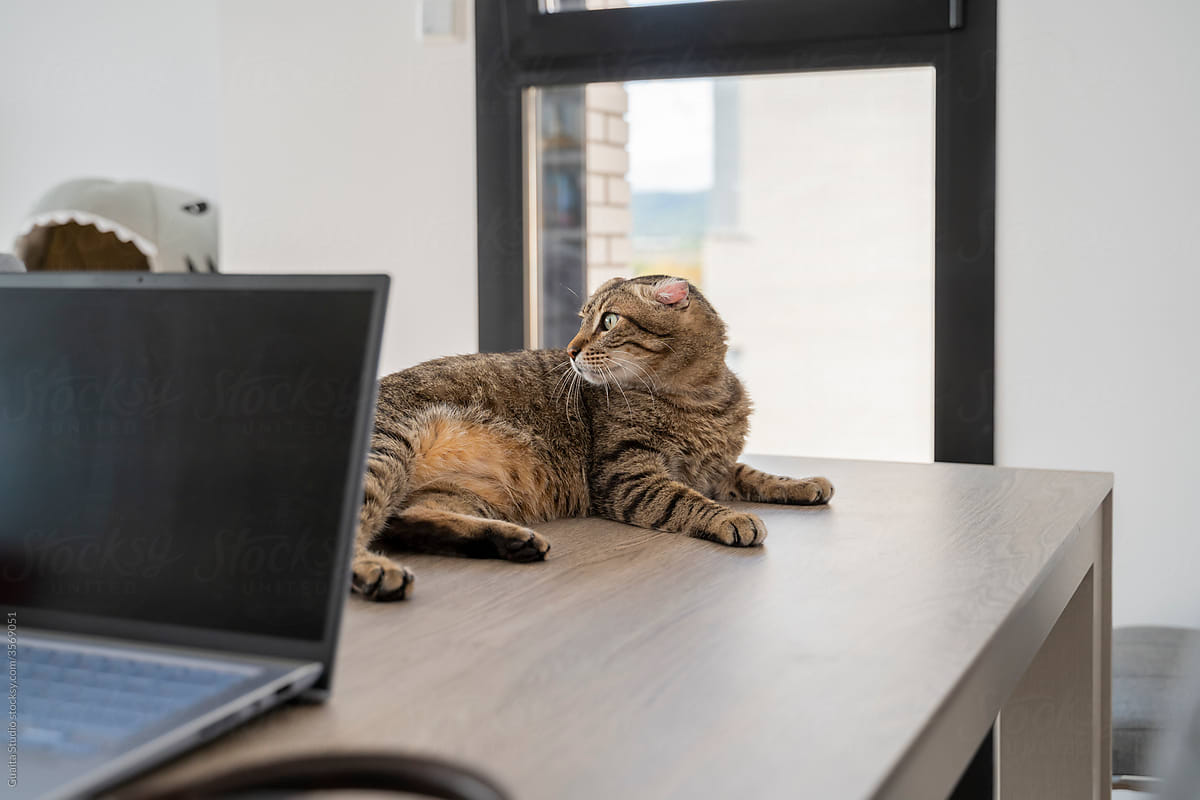 cat standing on table in front of laptop at home office