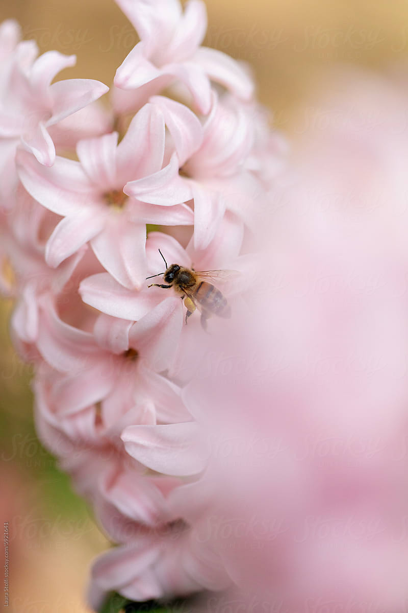 Fluttering bee drinking pollen from flower