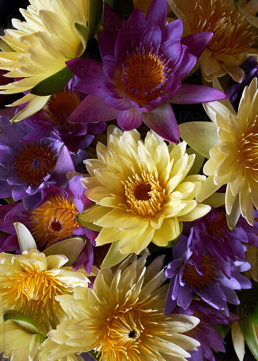 Closeup of yellow-violet tones of perfume lotus