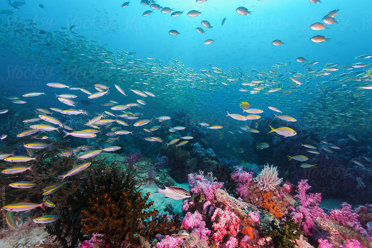 Colorful coral reef full of fish
