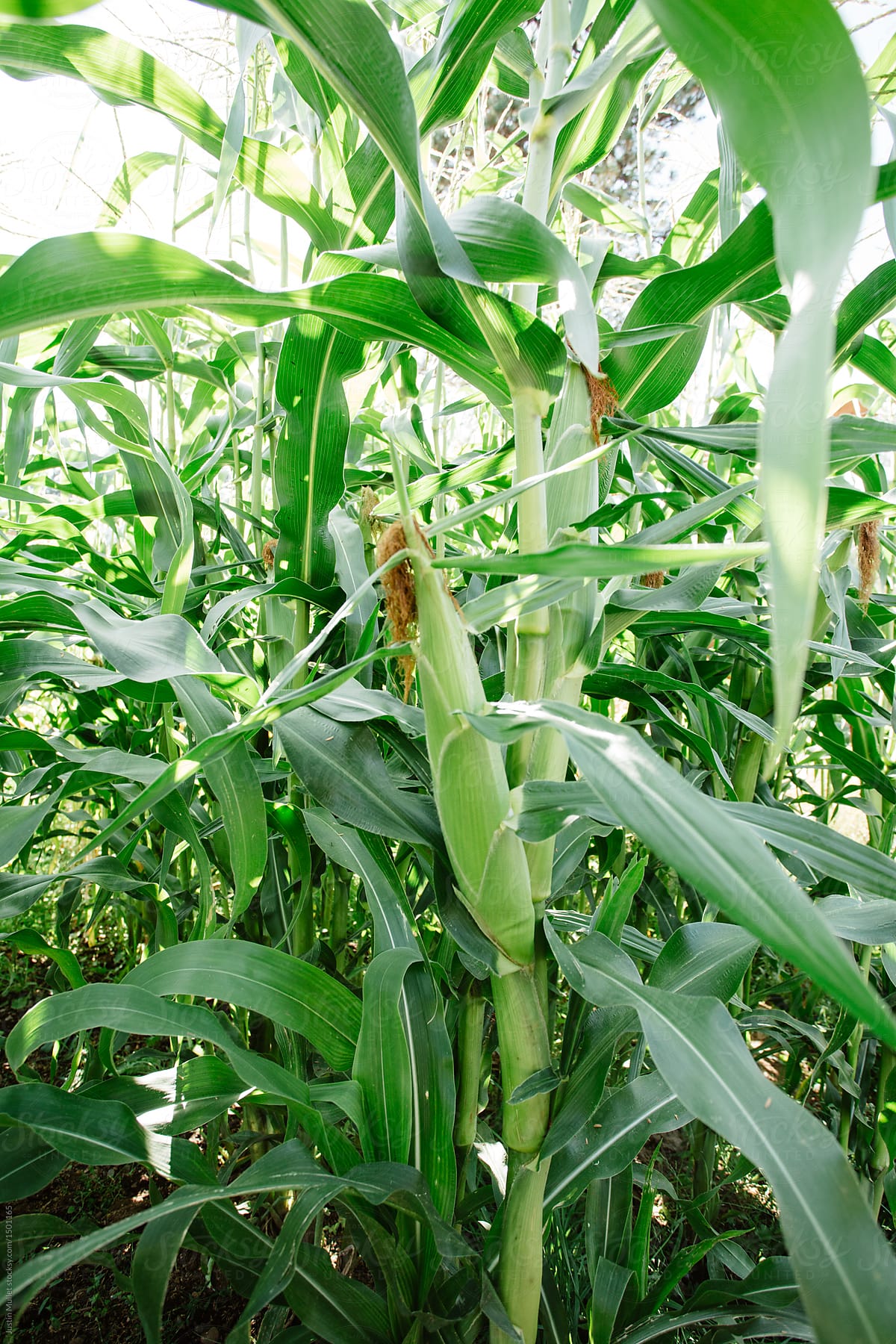 Ear of Sweet Corn in Garden