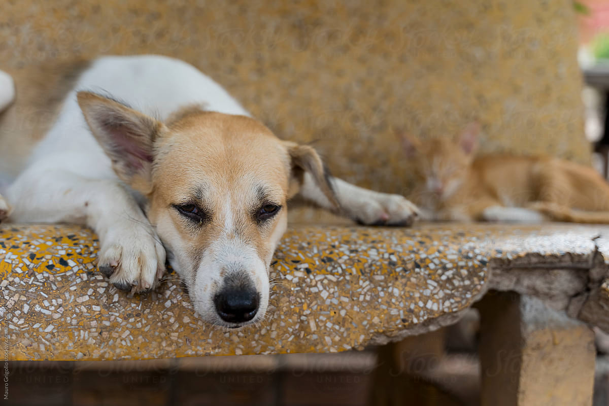 Cat and dog sleeping on a bench