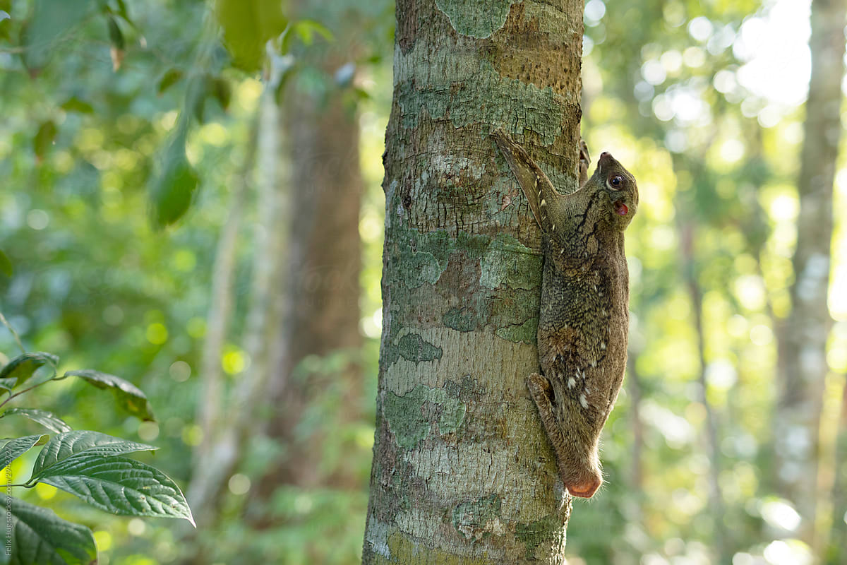 A Flying Lemur in the jungle of Langkawi
