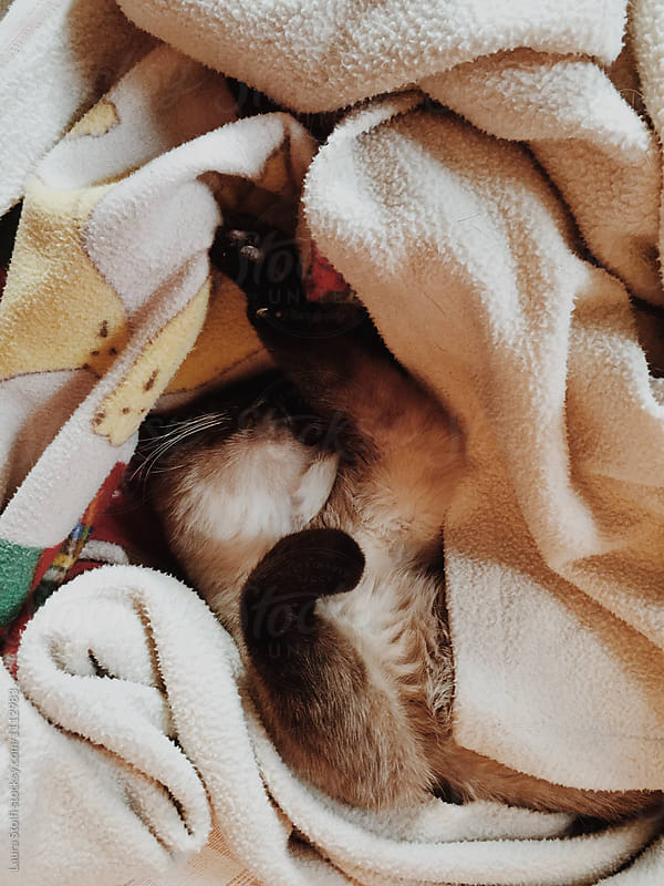 Overhead, shot of siamese cat fallen in blanket and sleeping hard