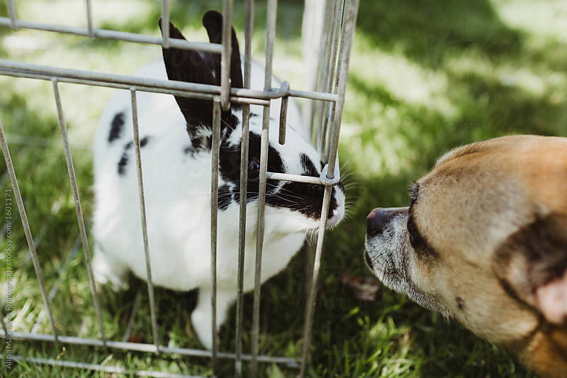 Curious Dog Sniffing Caged Pet Rabbit