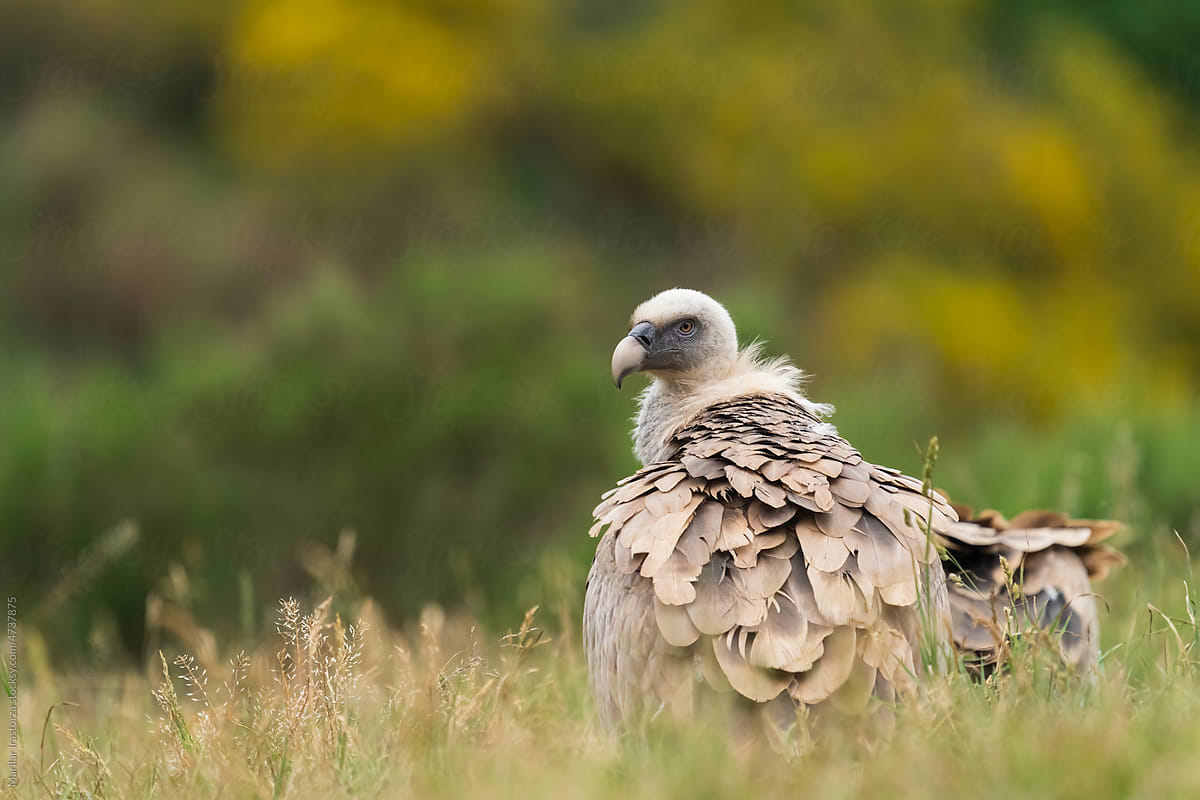 Griffon Vulture In A Prairie