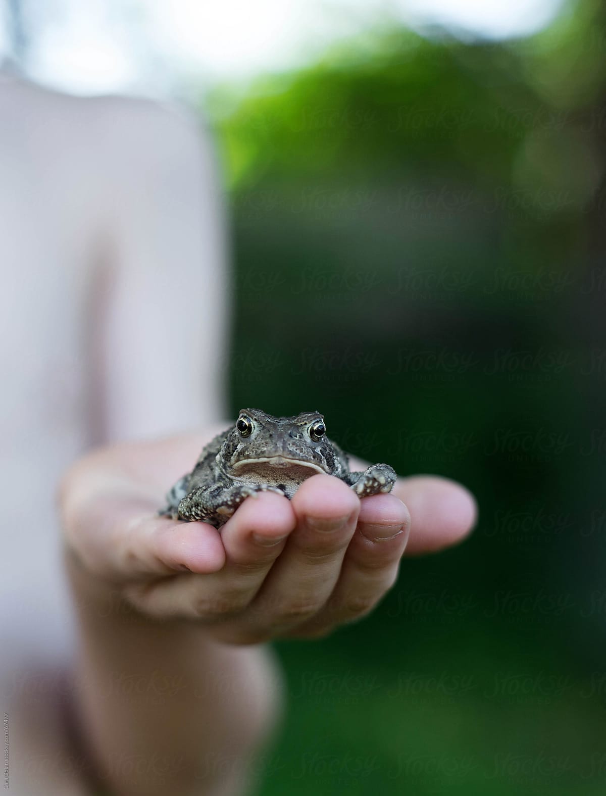 Child holds caught toad in the palm of his hand