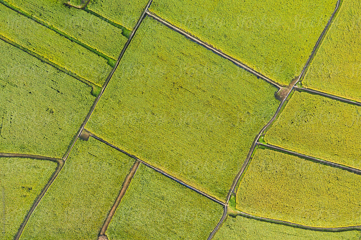 Aerial view of neat green rice fields in Asia.