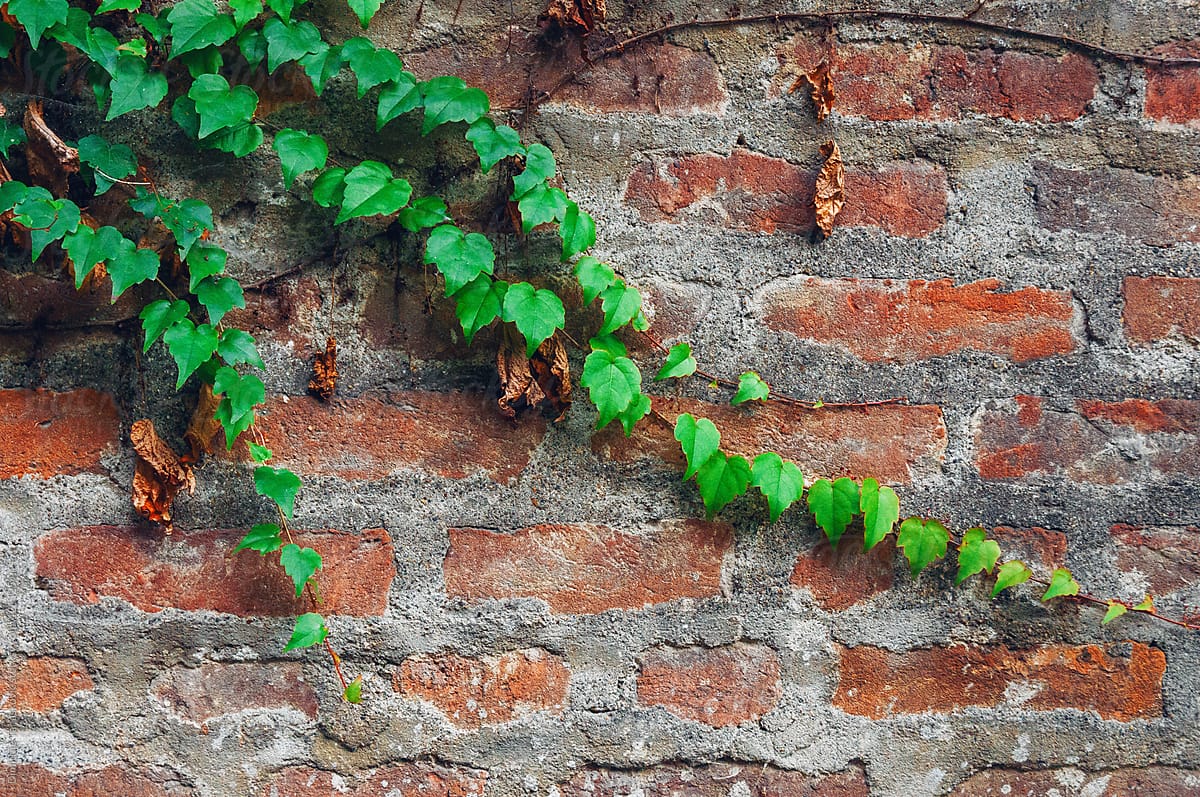 Green leaves in front of old brick wall